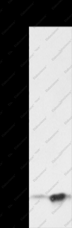 S100P Polyclonal Antibody - 1