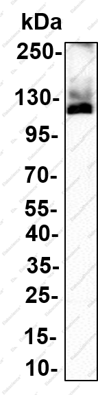 Recombinant PDE3A Monoclonal Antibody - 4