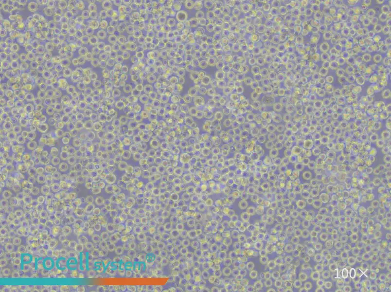 REC-1 Cell Complete Medium - 4