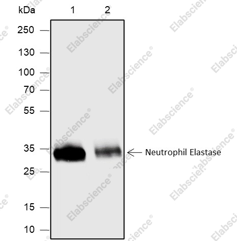 Recombinant Neutrophil Elastase Monoclonal Antibody - 1