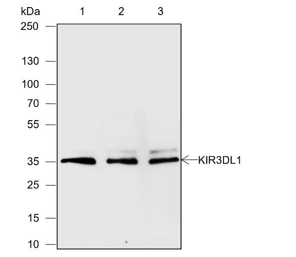 Recombinant KIR3DL1 Monoclonal Antibody-searchlist-1