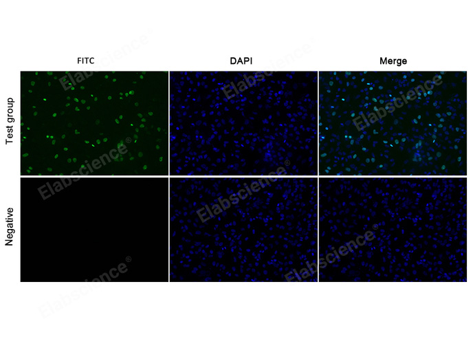 E-Click EdU Cell Proliferation Imaging Assay Kit (Green，FITC)-1