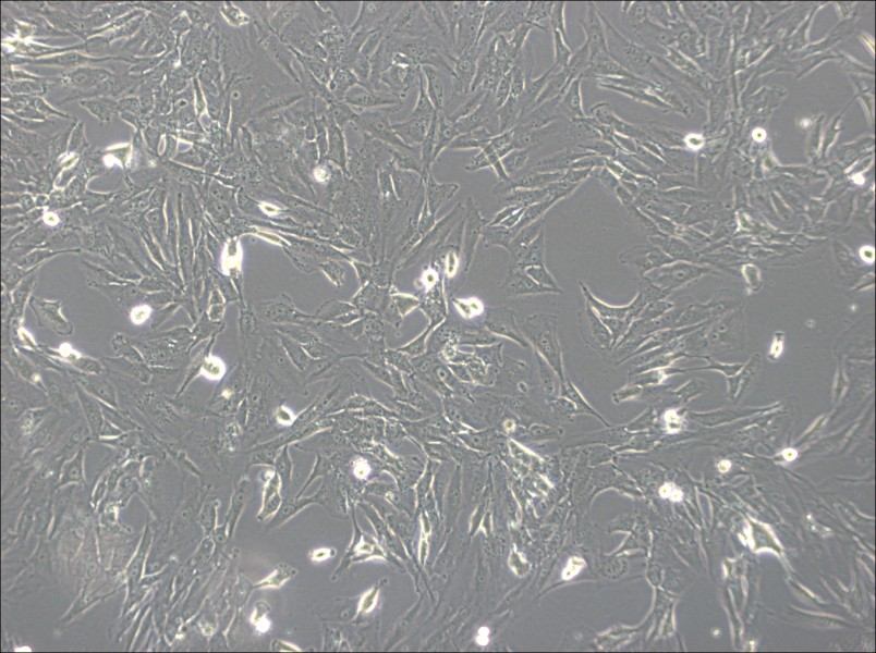 SW1783 (L15) Cell Complete Medium-searchlist-1