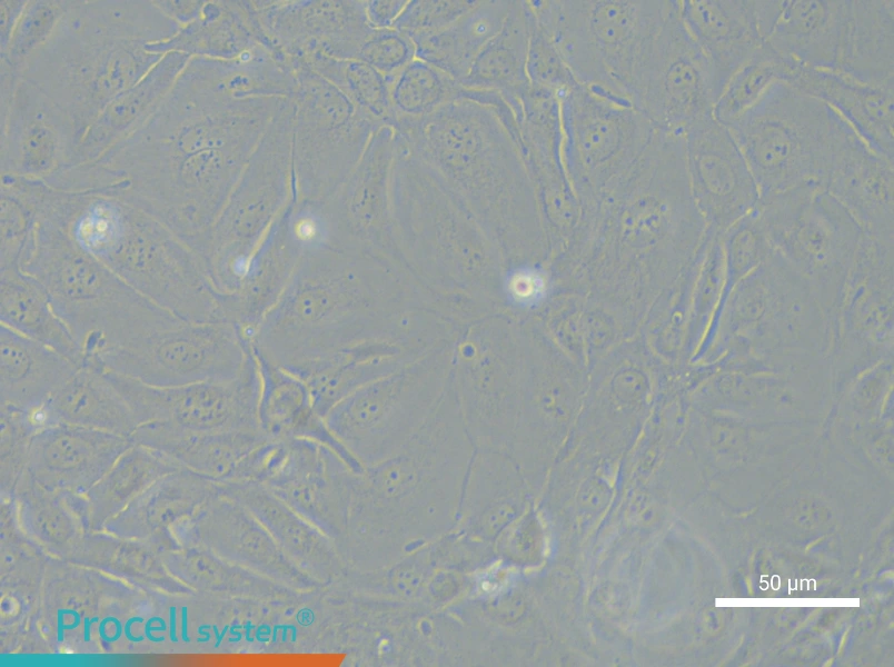 NCI-H3255 - 6