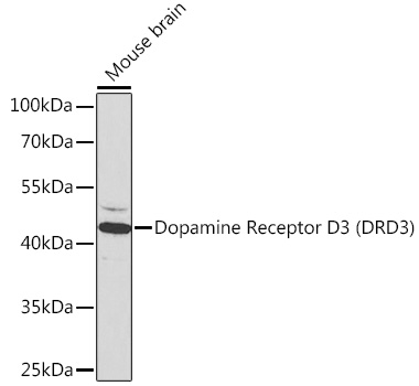 Western blot analysis of extracts of mouse brain using Dopamine Receptor D3 (Dopamine Receptor D3 (DRD3)) Polyclonal Antibody at 1:1000 dilution.