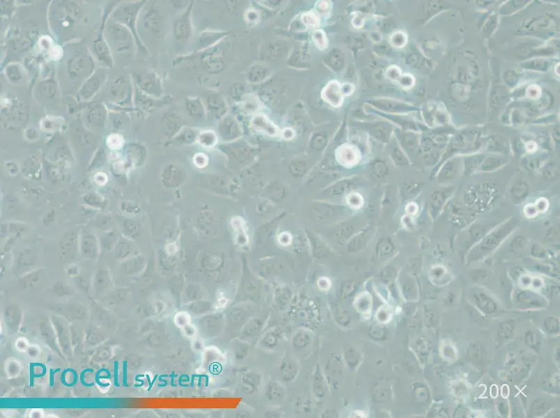 COLO-680N Cell Complete Medium - 6