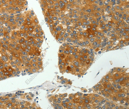 SH-PTP1 Polyclonal Antibody - 3
