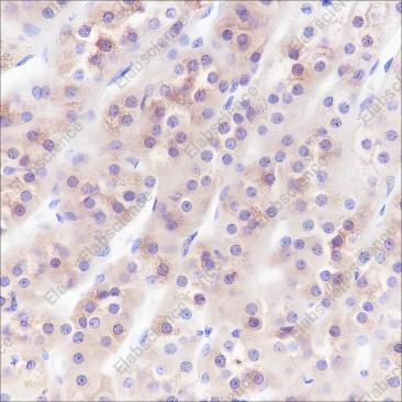 Recombinant Inhibin alpha Monoclonal Antibody - 2