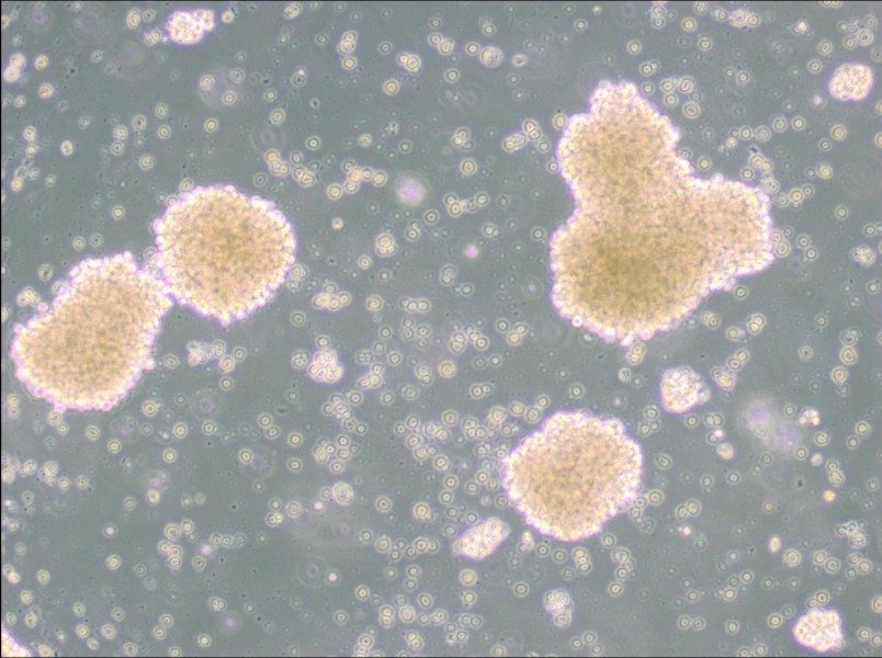 NK-92 Cell Complete Medium - 3