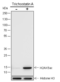 Recombinant Histone H2A (Acetyl Lys5) Monoclonal Antibody - small - 4