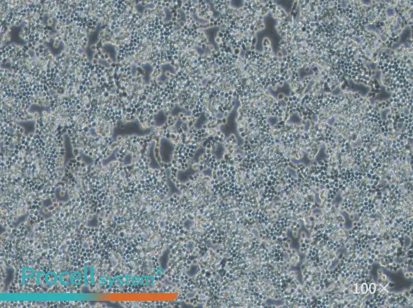F9 Cell Complete MediumF9 Cell Complete Medium - 3