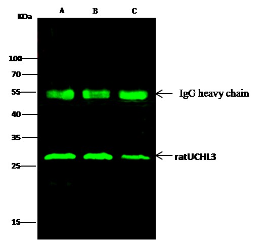 Recombinant UCHL3 Monoclonal Antibody - small - 3