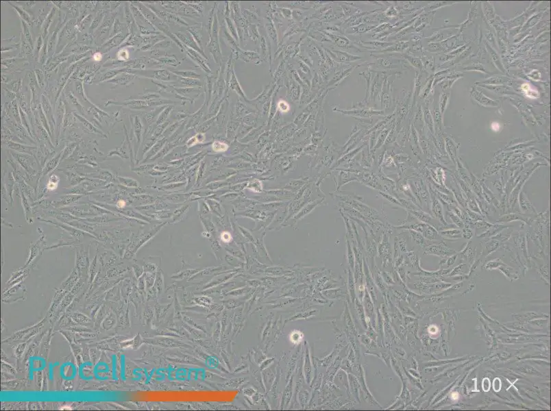 H9c2(2-1) Cell Complete Medium - 3