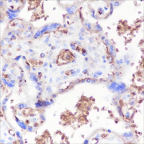 Recombinant Glycophorin C Monoclonal Antibody - 3