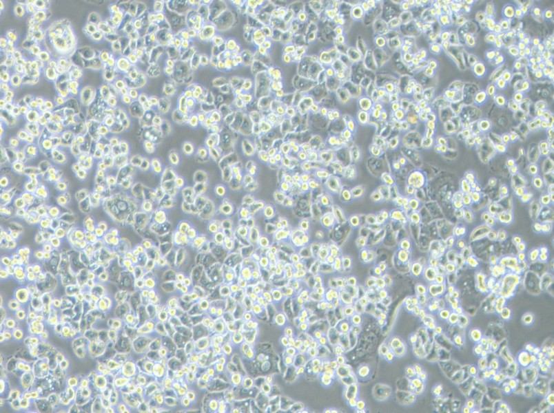 GCIY Cell Complete MediumGCIY Cell Complete Medium - 3