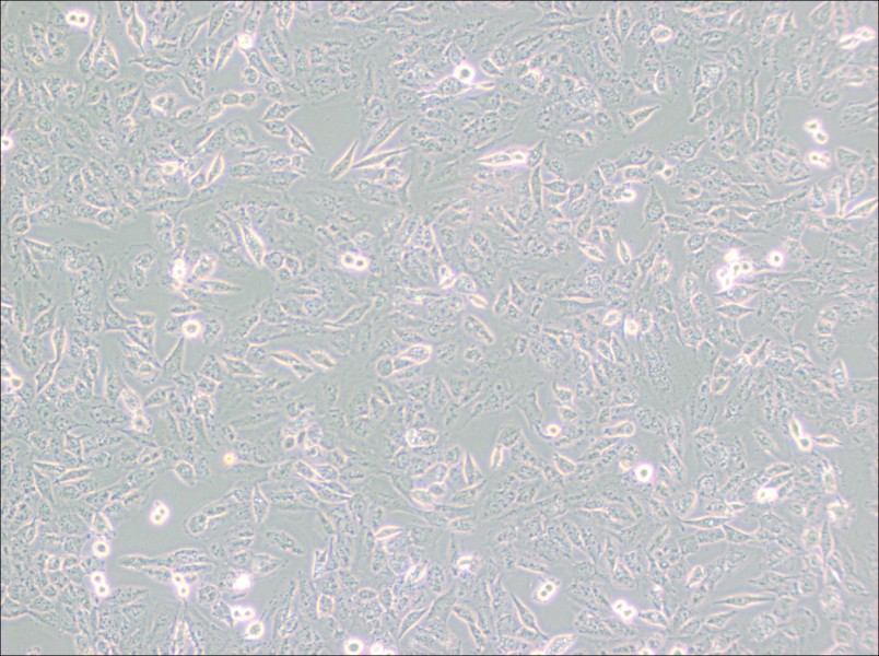 C643 Cell Complete Medium-searchlist-1