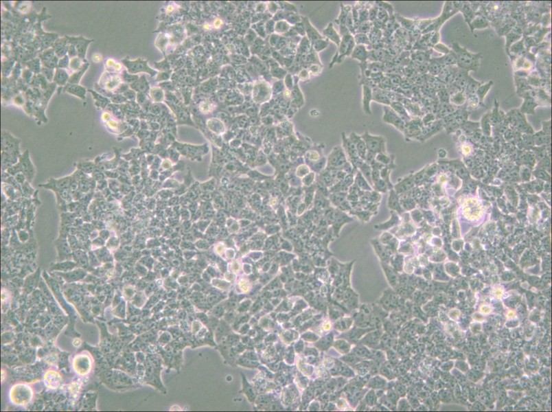 NCI-H520 Cell Complete Medium - small - 5