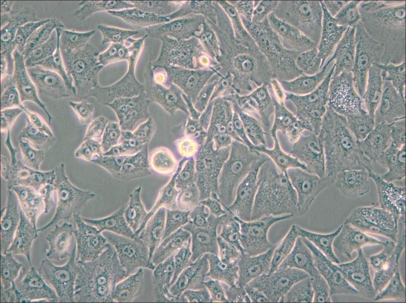 A549-DDP Cell Complete Medium - 4