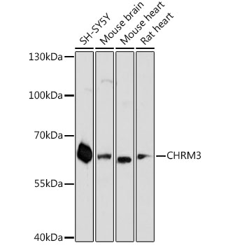 Western blot analysis of extracts of various cell lines using CHRM3 Polyclonal Antibody at dilution of 1:3000.