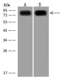 CD44 Antibody Polyclonal Antibody - small - 5