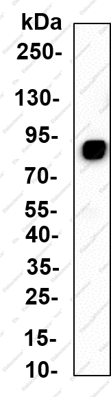 Recombinant HSL Monoclonal Antibody - 1