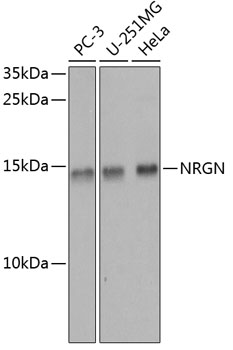 Western blot analysis of extracts of various cell lines using NRGN Polyclonal Antibody at dilution of 1:1000.