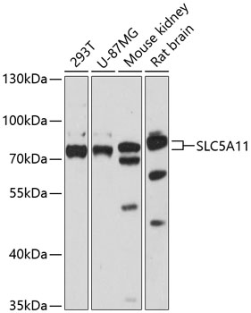 Western blot analysis of extracts of various cell lines using SLC5A11 Polyclonal Antibody at 1:3000 dilution.