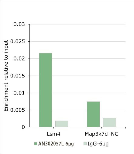 Recombinant PBX1 Monoclonal Antibody - small - 4