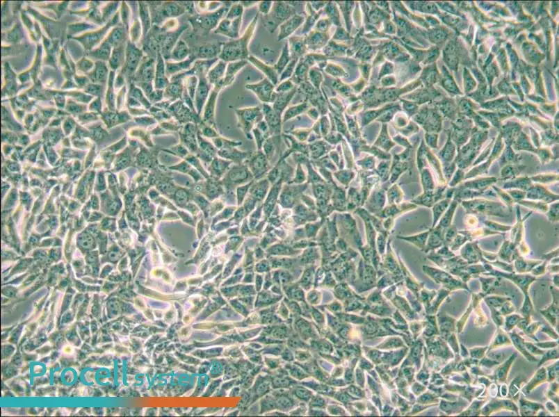 SUM159PT Cell Complete Medium - 4