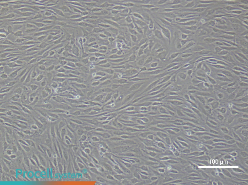 Human Dermal Microvascular Endothelial Cell Complete Medium - 3