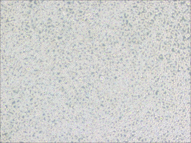 BALL-1 Cell Complete MediumBALL-1 Cell Complete Medium - 3