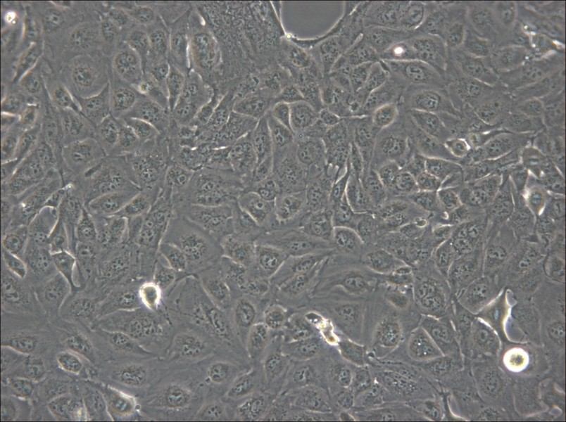 Marcus Cell Complete Medium - 4