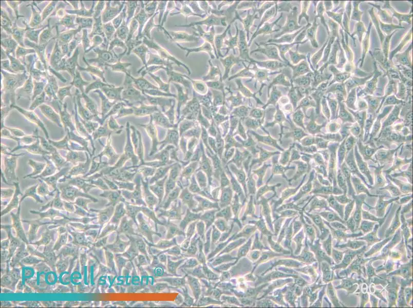 B16 Cell Complete Medium - small - 5