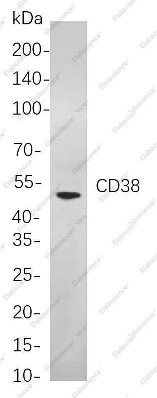 Recombinant CD38 Monoclonal Antibody - 1