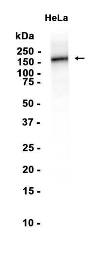 Recombinant EGFR/HER1/ErbB1 Monoclonal Antibody - 2