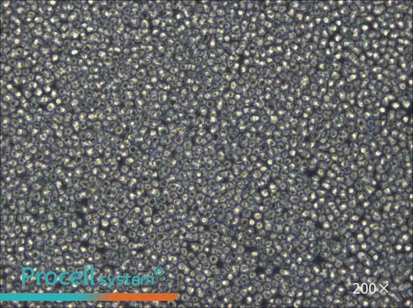 NCI-H929 Cell Complete Medium - small - 4