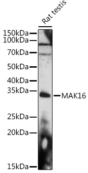 Western blot analysis of extracts of Rat testis using MAK16 Polyclonal Antibody at 1:1000 dilution.