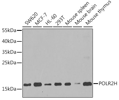 Western blot analysis of extracts of various cell lines using POLR2H Polyclonal Antibody at dilution of 1:1000.