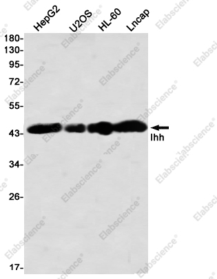 Recombinant Ihh Monoclonal Antibody - 1