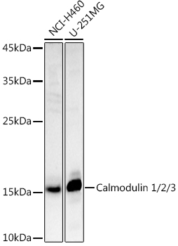 Western blot analysis of extracts of various cell lines using Calmodulin 1/2/3 Polyclonal Antibody at 1:1000 dilution.