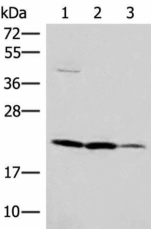 Western blot analysis of A549 HT29 and Raji cell lysates  using IL37 Polyclonal Antibody at dilution of 1:650