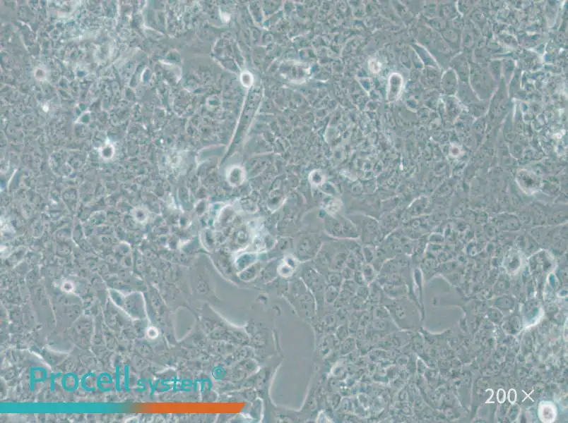 NCI-H1793 Cell Complete Medium - 5