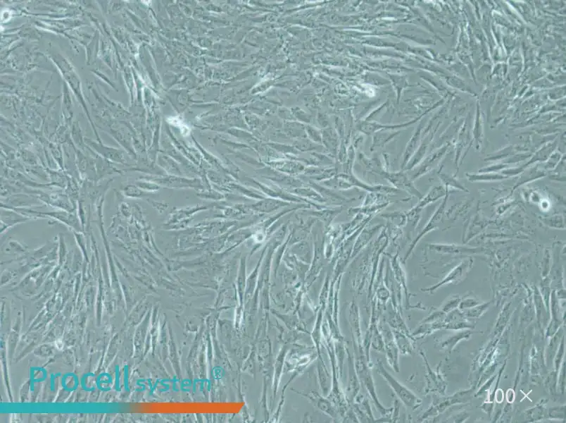 SW1088 Cell Complete MediumSW1088 Cell Complete Medium - 3