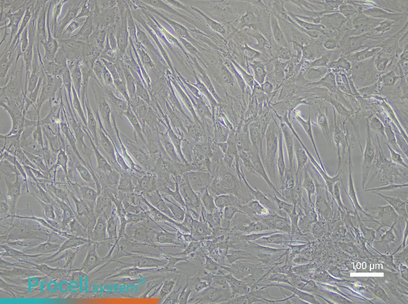 Human Corneal Stromal Cell Complete Medium - 3