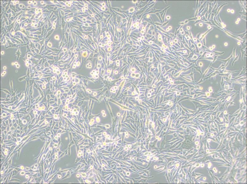 HMY-1 Cell Complete Medium - 1