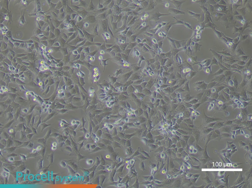 Rabbit Articular Chondrocyte Complete Medium - 2