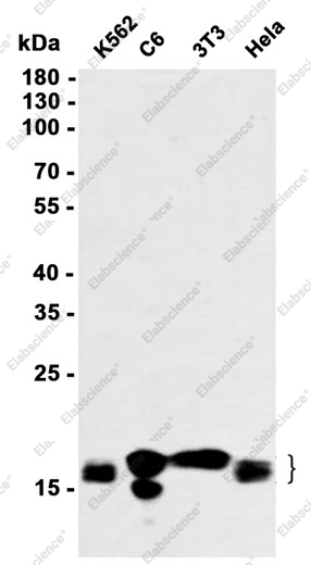 Recombinant Phospho-eIF4EBP1/eIF4EBP2/eIF4EBP3 (Thr45) Monoclonal Antibody - 1