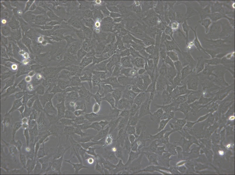 hCMEC/D3 Cell Complete Medium - 5