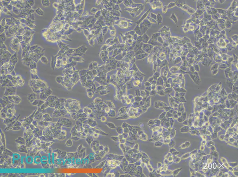 A2780 Cell Complete Medium - small - 6