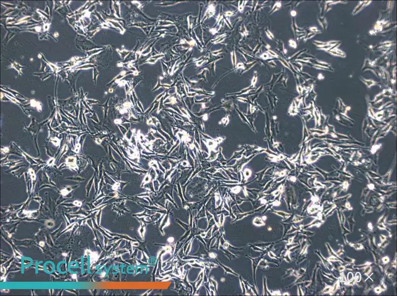 SK-MEL-2 Cell Complete Medium - 3